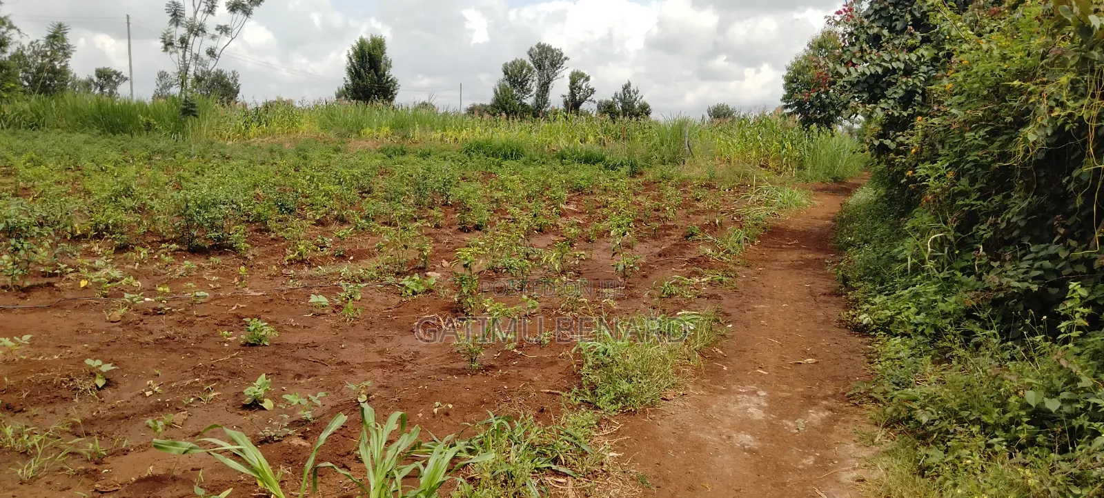 Half Acre for Sale in Kirinyaga Nyangati Near the Tarmac