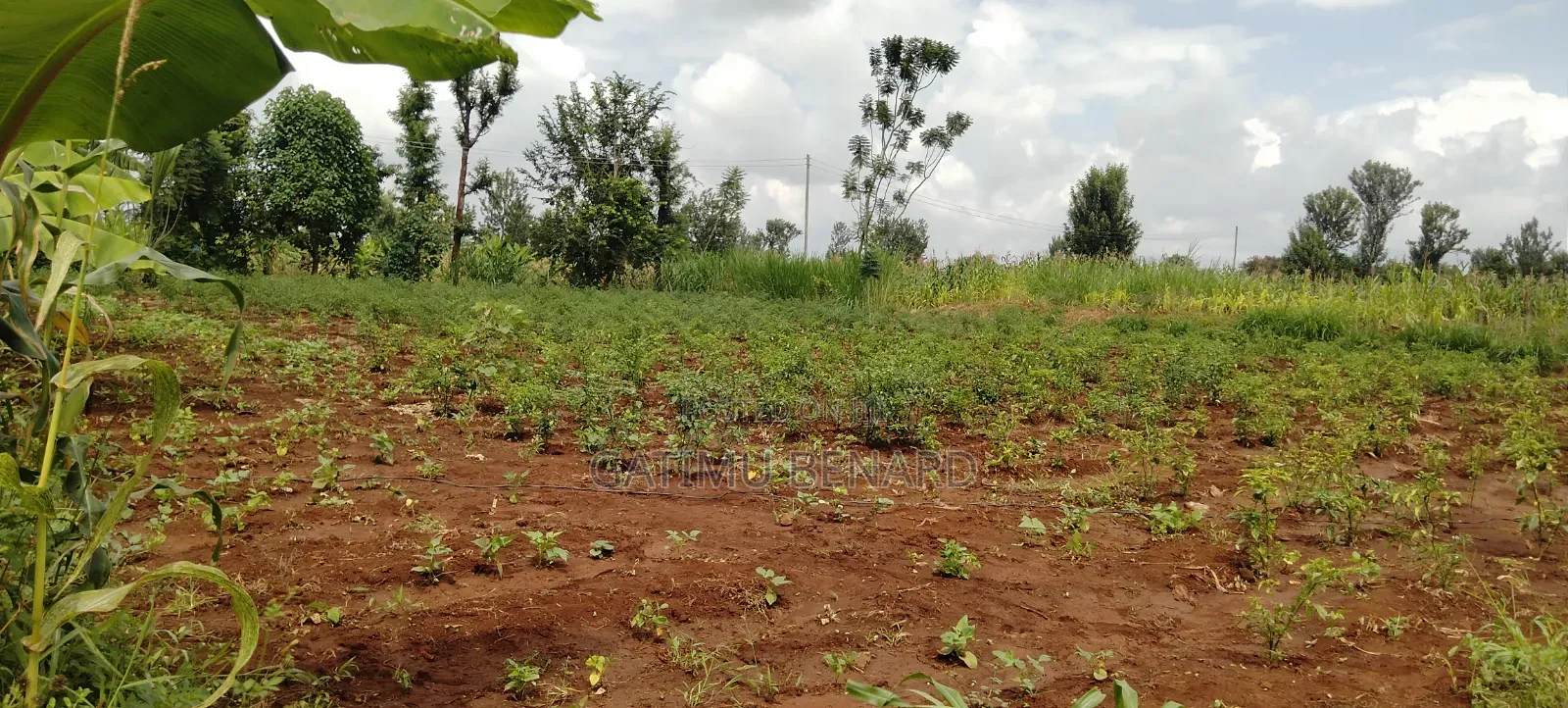 Half Acre for Sale in Kirinyaga Nyangati Near the Tarmac