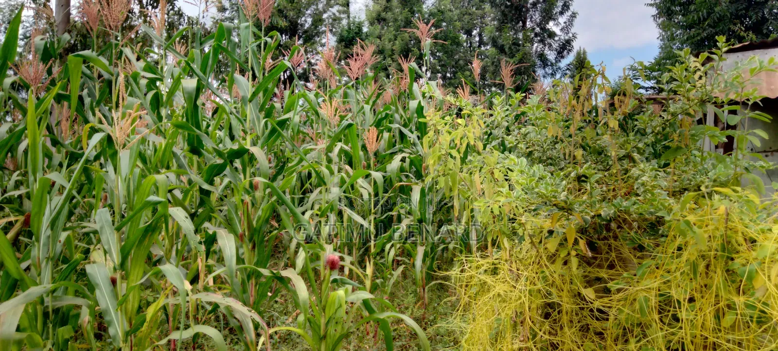 Prime 50 × 100 Plot on Sale in Kirinyaga Nyangati