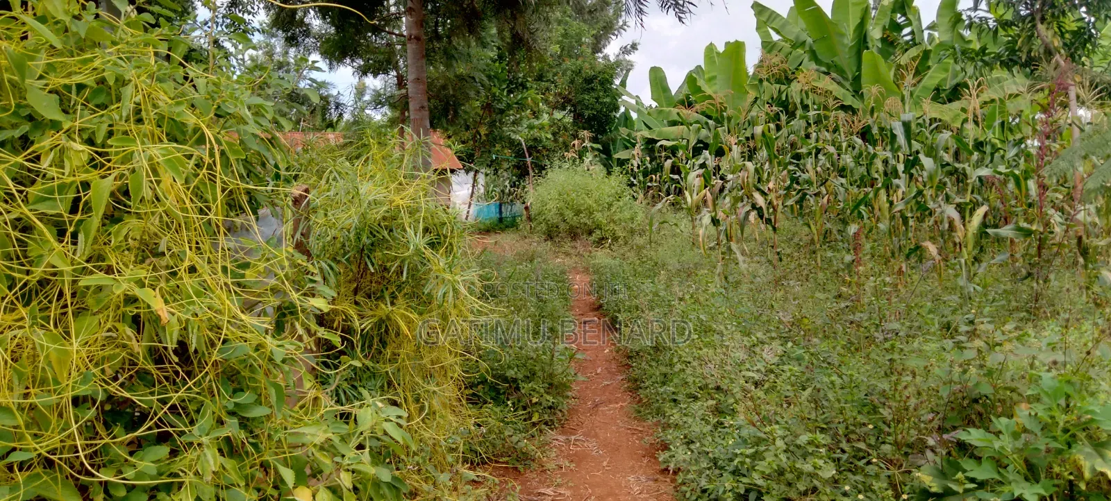 Prime 50 × 100 Plot on Sale in Kirinyaga Nyangati