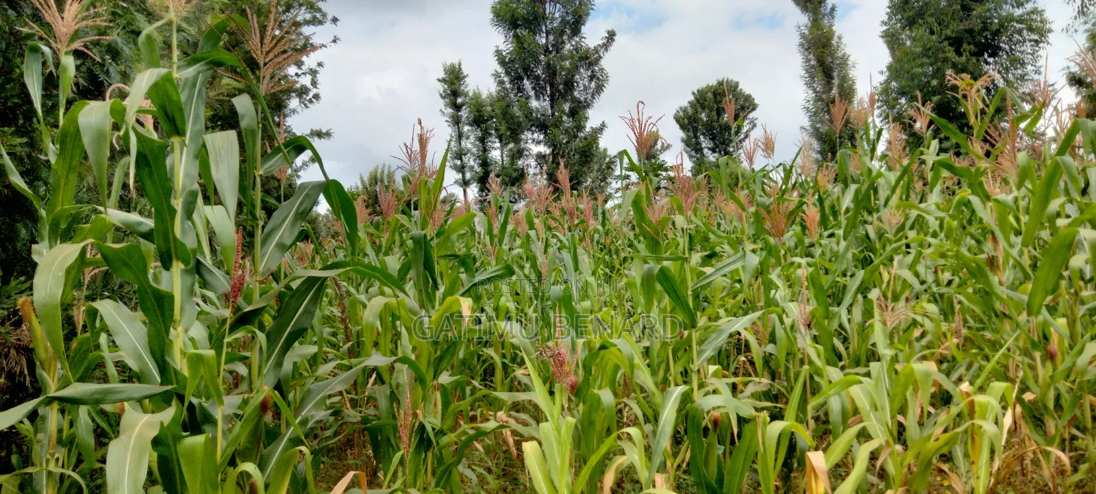 Prime 50 × 100 Plot on Sale in Kirinyaga Nyangati