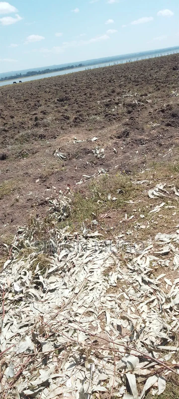 Olkalou Prime 8 Acres Near Kariamu Shops Ideal for Horticulture