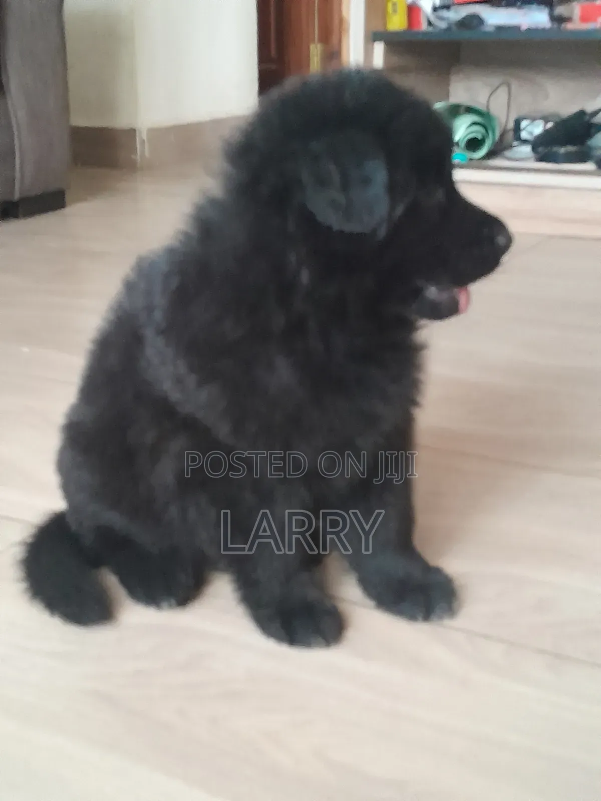 1-3 months Female Purebred German Shepherd