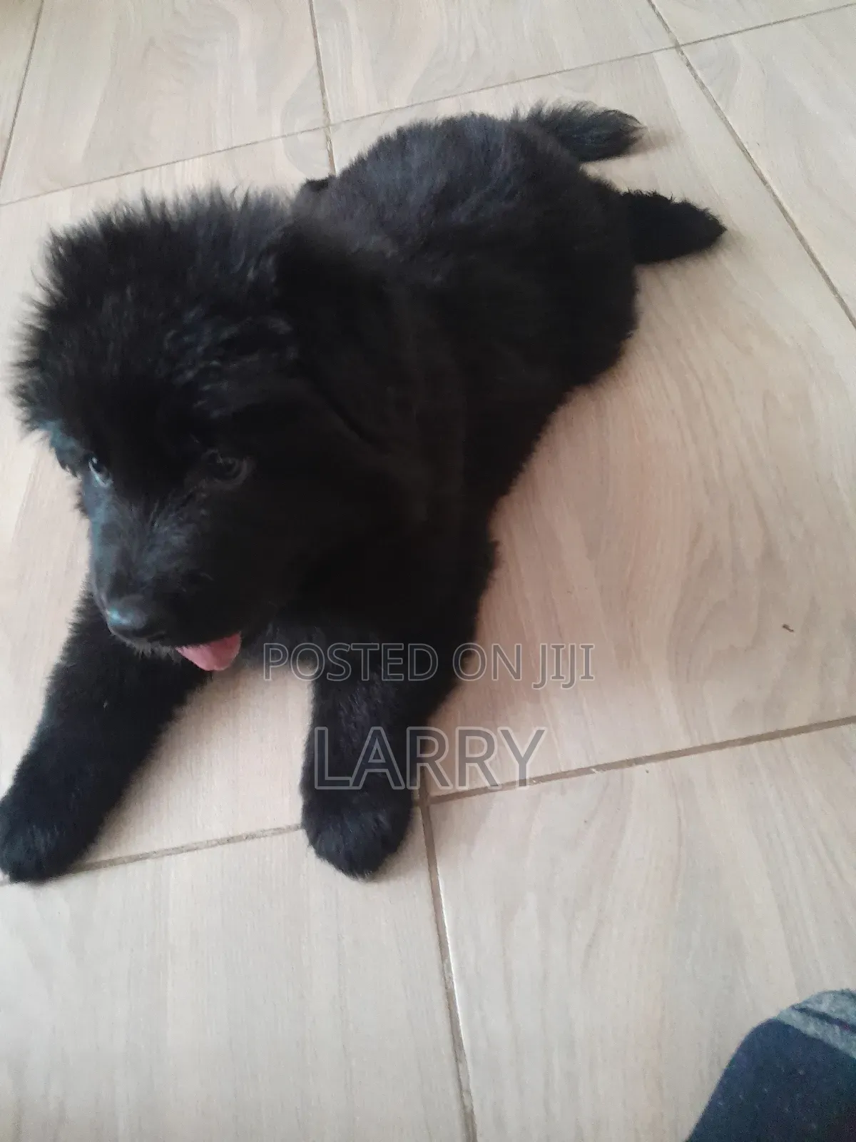 1-3 months Female Purebred German Shepherd