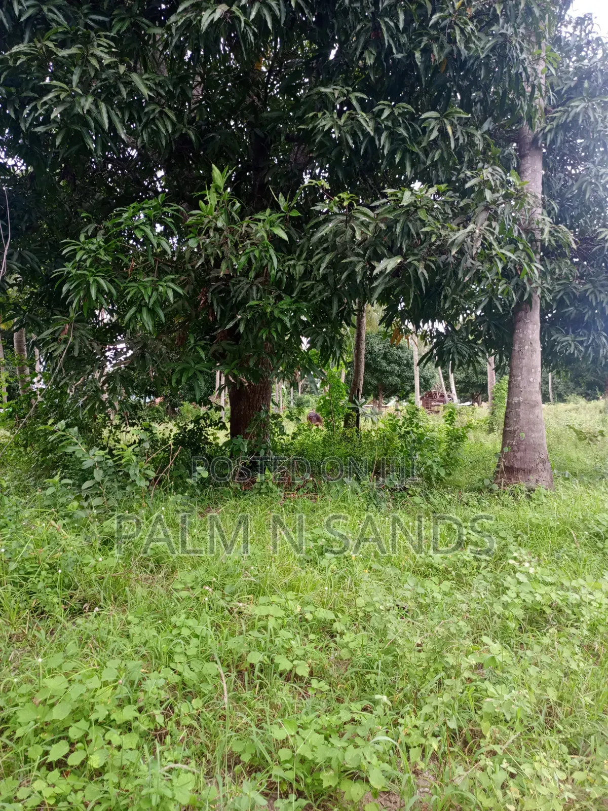 One Acre in Mwabungo Area of Diani on Sale!