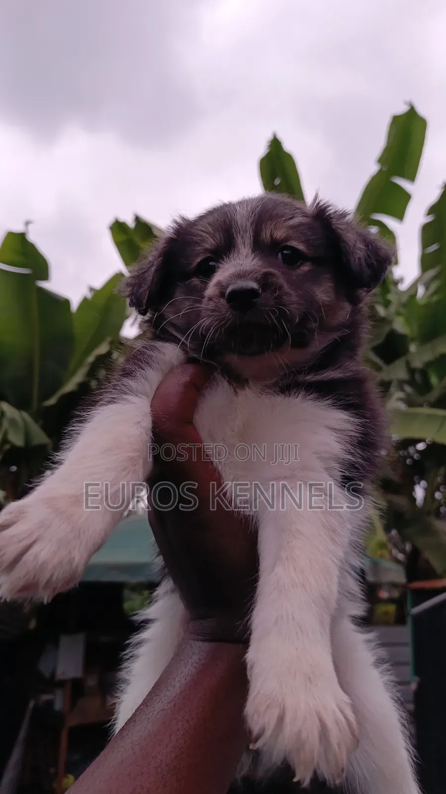 1-3 months Male Purebred Havanese