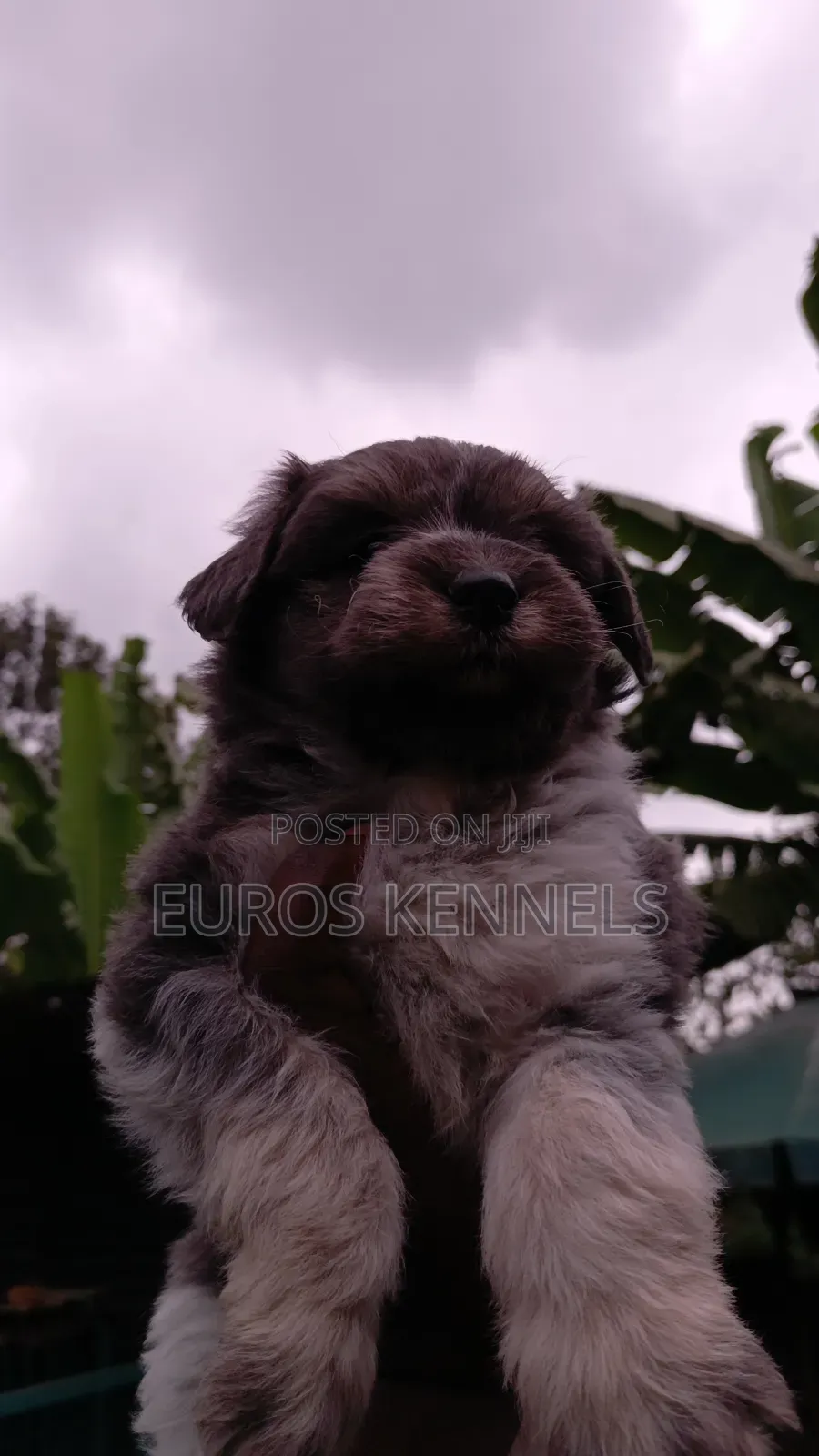 1-3 months Male Purebred Havanese