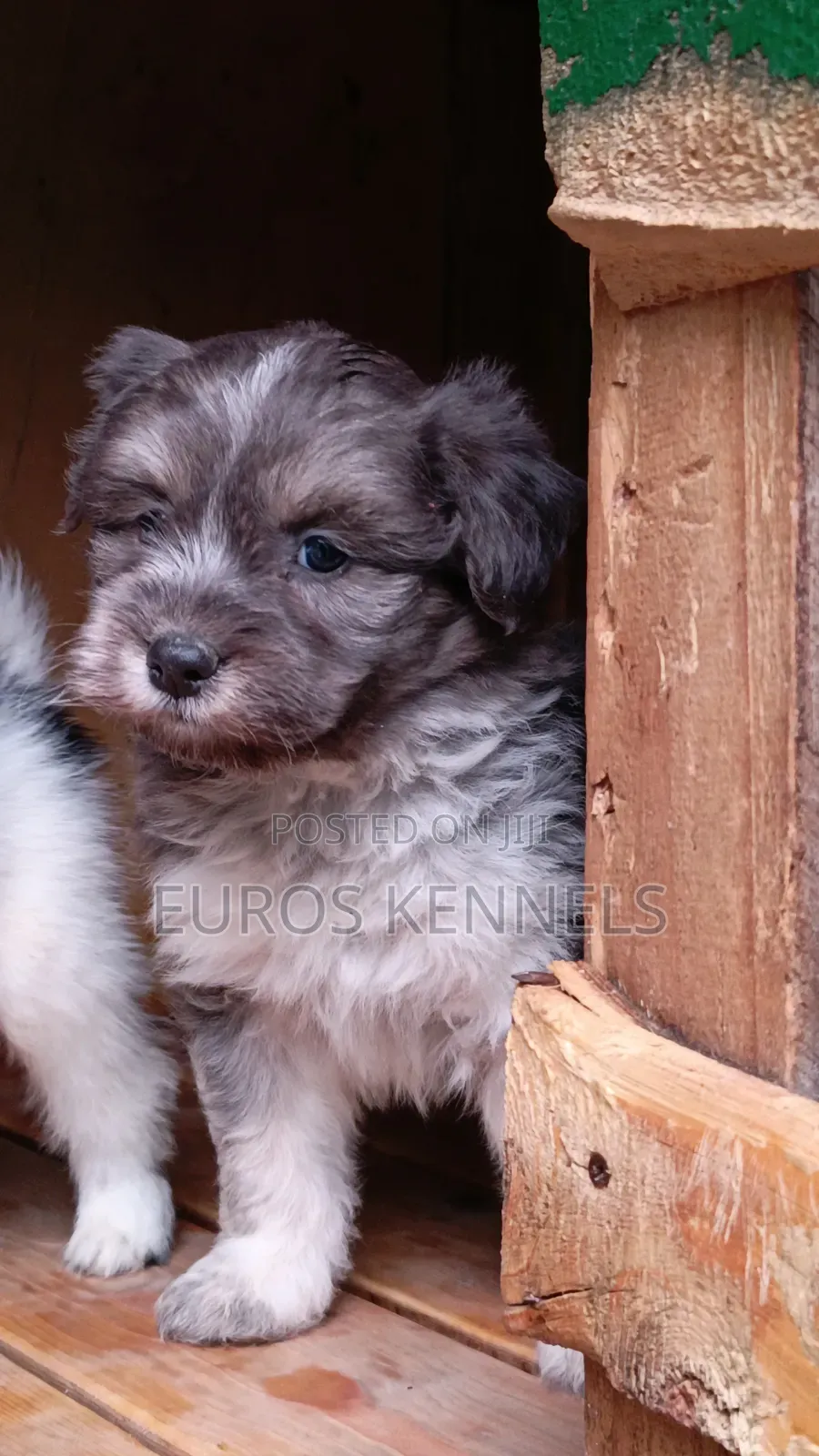 1-3 months Male Purebred Havanese