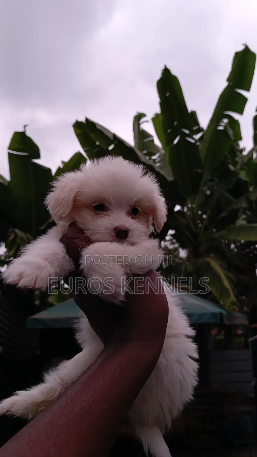 1-3 months Female Purebred Havanese
