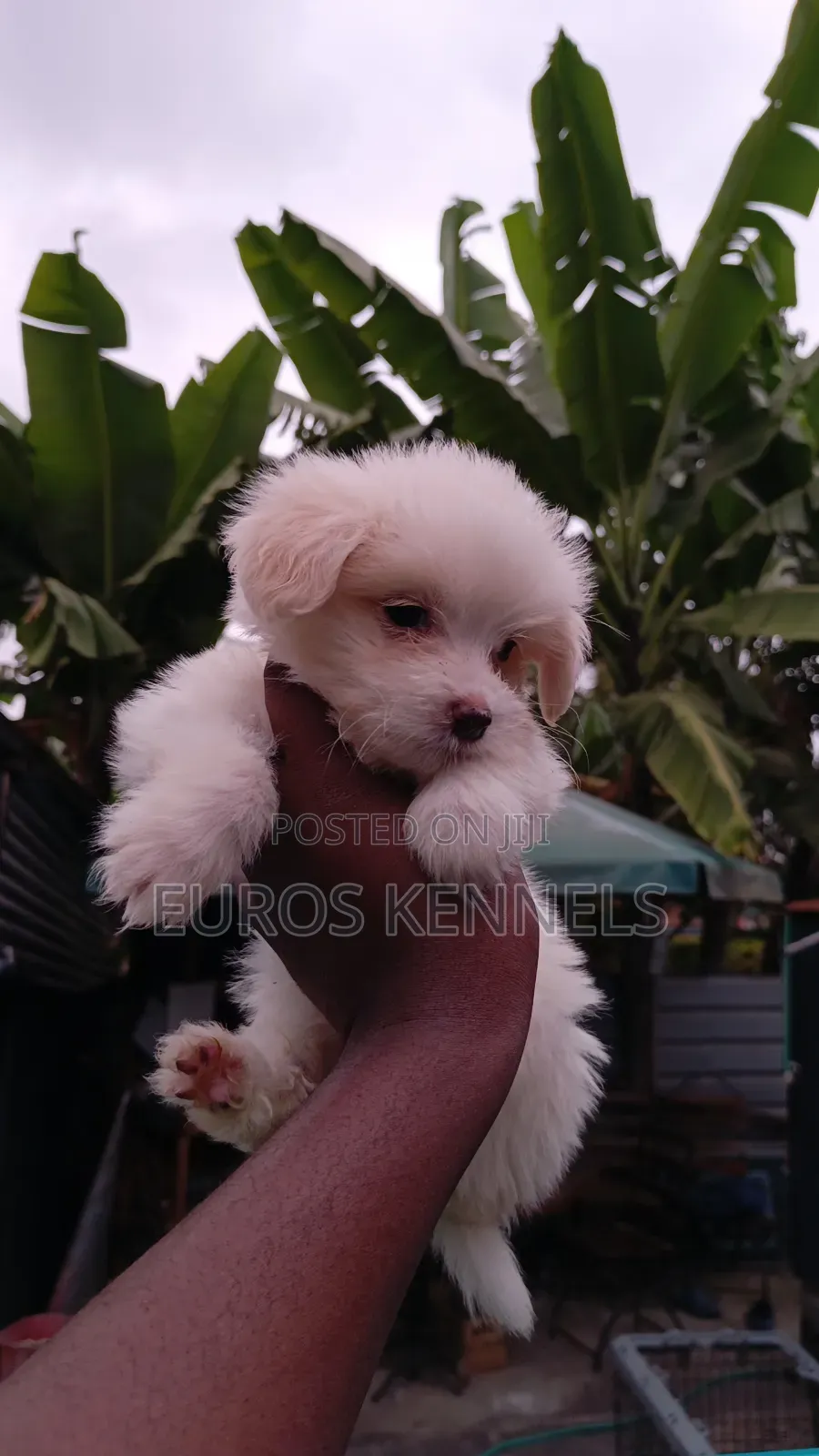 1-3 months Female Purebred Havanese