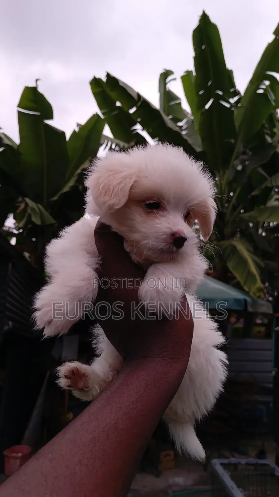 1-3 months Female Purebred Havanese