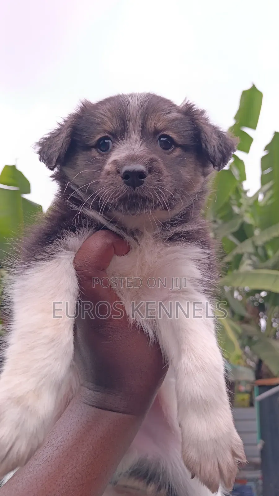1-3 months Female Purebred Havanese