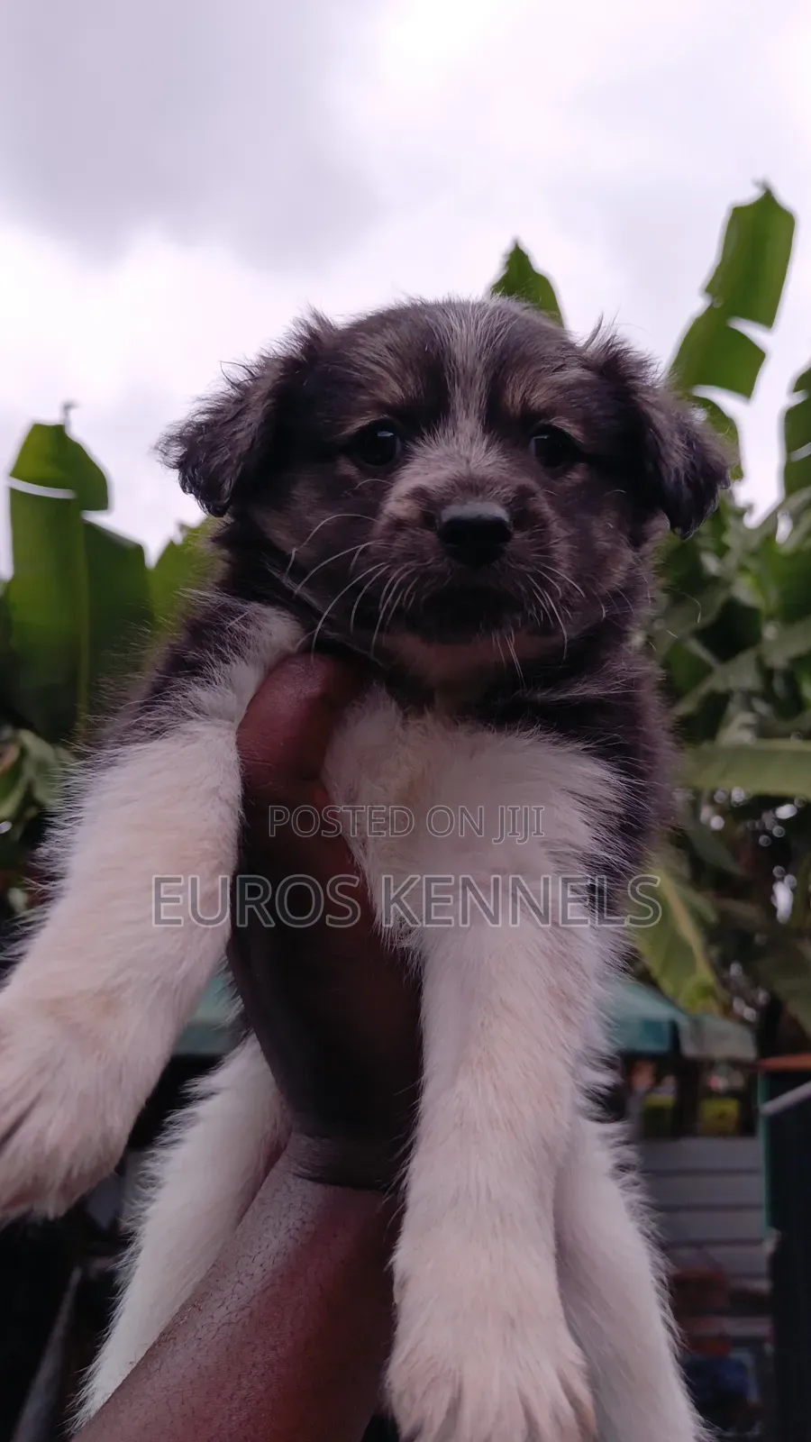 1-3 months Female Purebred Havanese