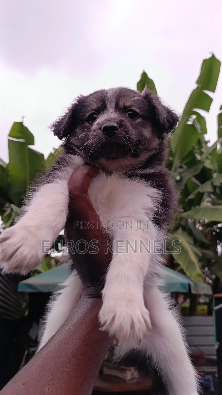 1-3 months Female Purebred Havanese
