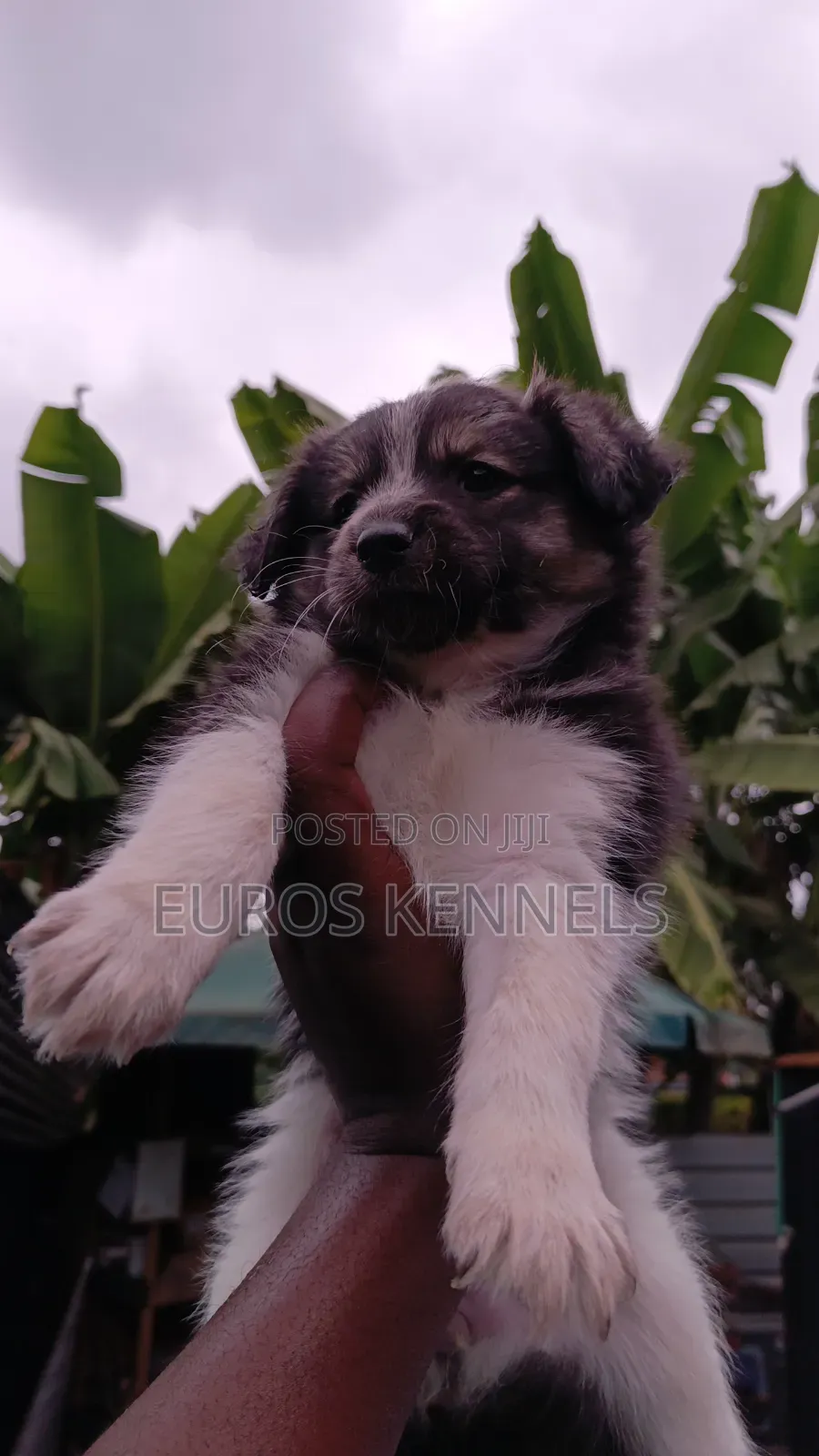 1-3 months Female Purebred Havanese