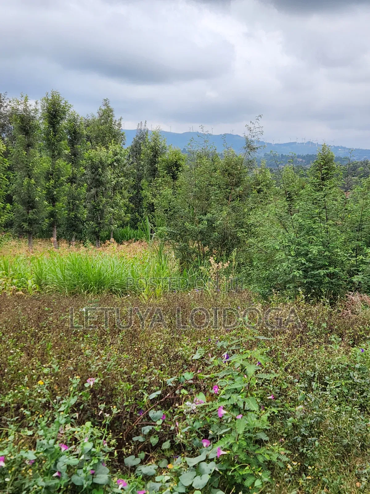 1⁄4 Acre Plots Ngong-Olkeri