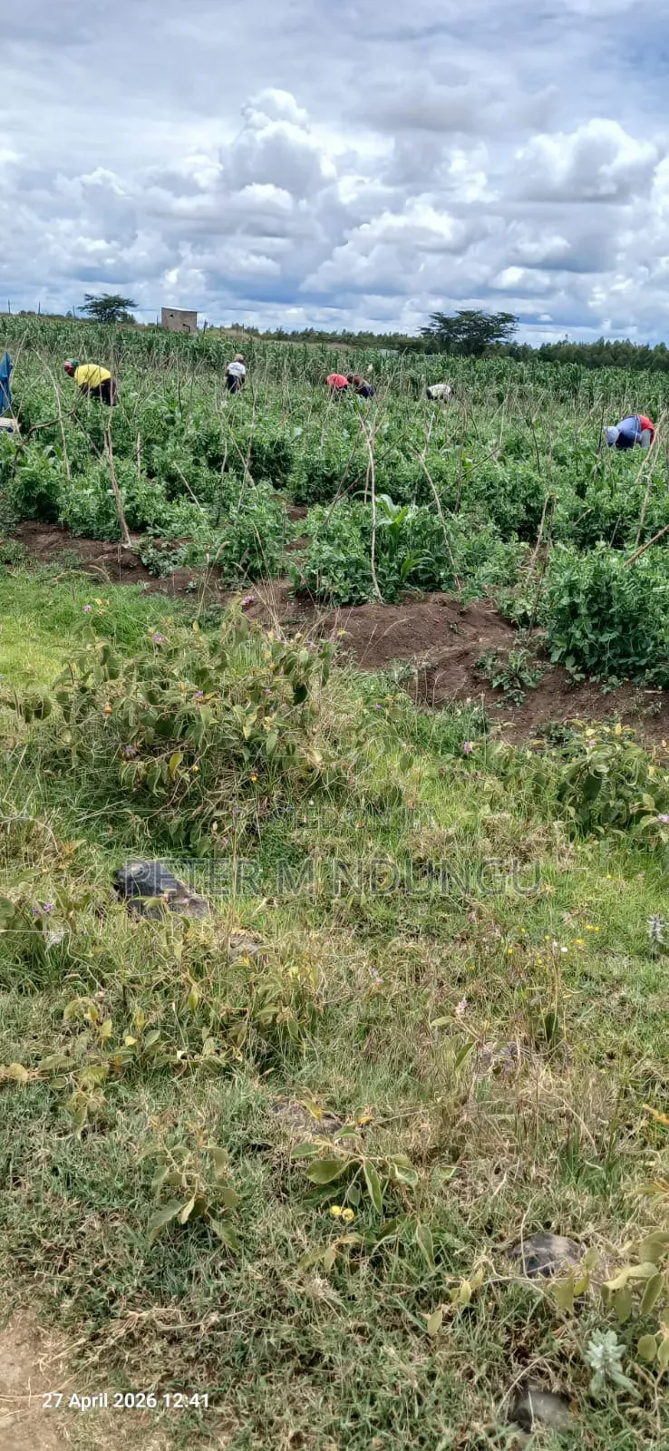Nyandarua, Ndaragwa- Prime Agricultural Land 85 Acres on Sale