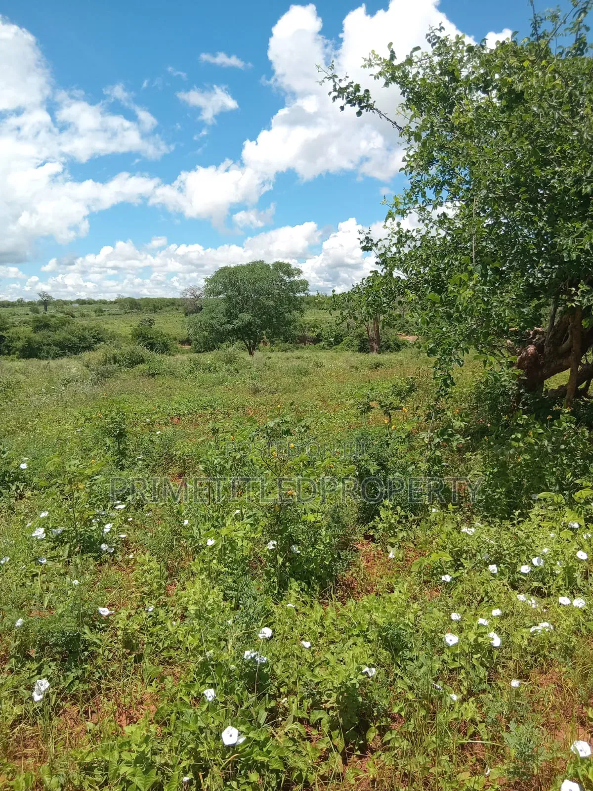 6 Acres at Mua Hills for Farming and Homestead
