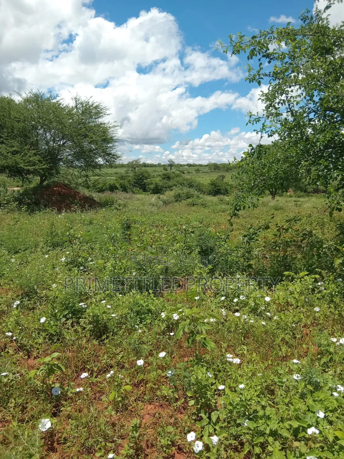 6 Acres at Mua Hills for Farming and Homestead