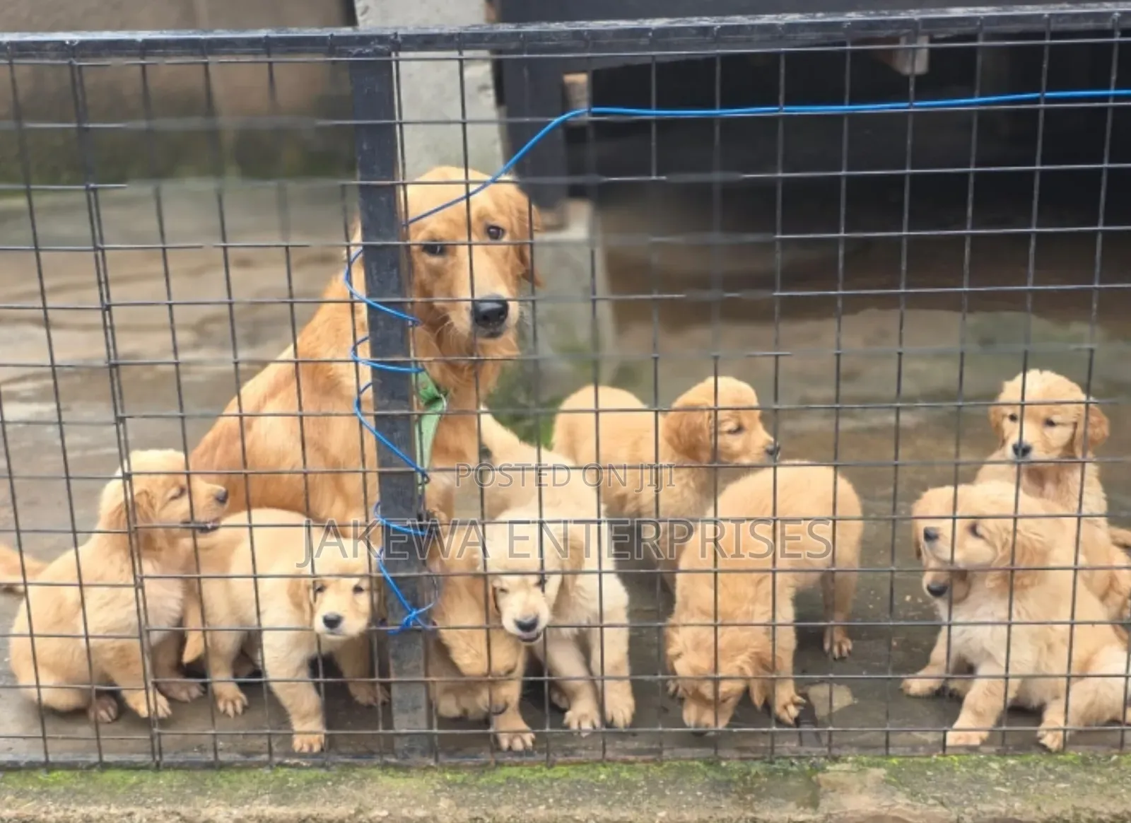 1-3 months Male Purebred Golden Retriever