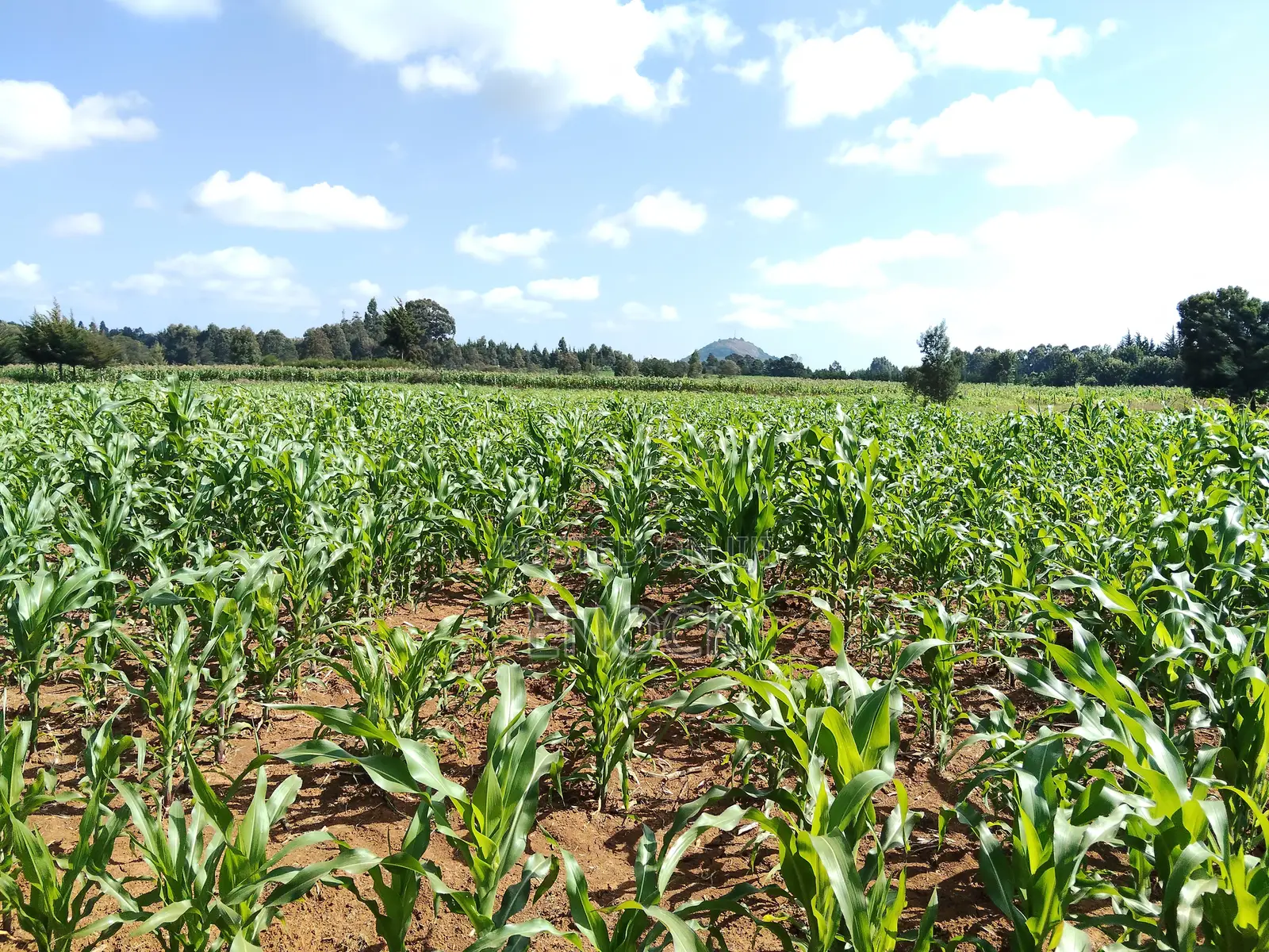Kaptuli 6.5 Acres for Sale, Eldoret