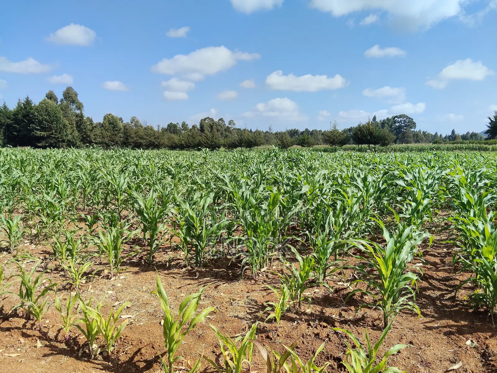 Kaptuli 6.5 Acres for Sale, Eldoret