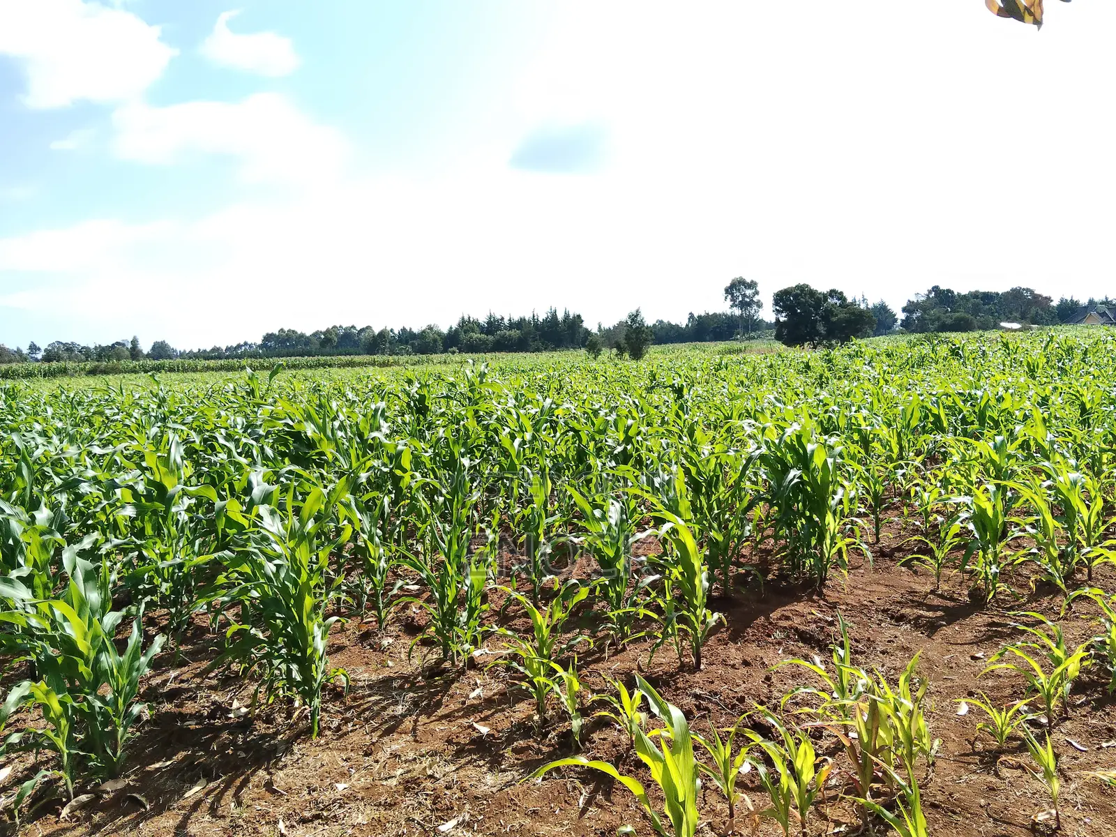 Kaptuli 6.5 Acres for Sale, Eldoret