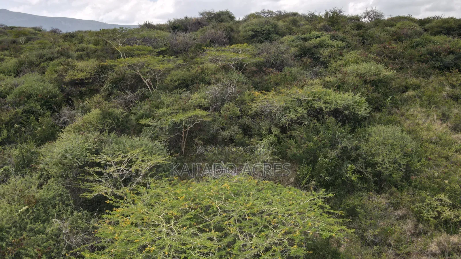 Emergency Sale 10 Acres Kashanga, Kisamis at Per Acre