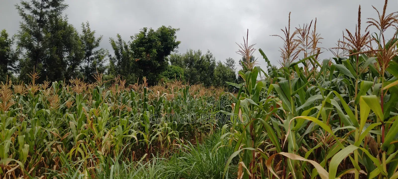Fertile 2 Acres Agricultural Land Available for Lease, 5 Years