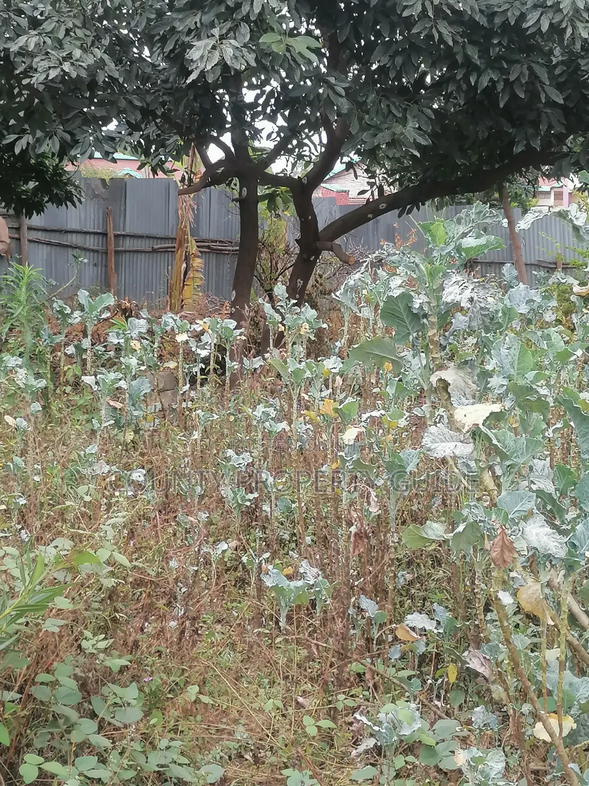 Kahawa Sukari Prime Residential 1⁄4 Acre Plot for Sale With Title