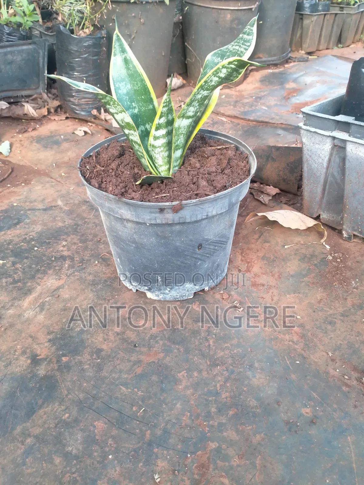4 Litre Planter