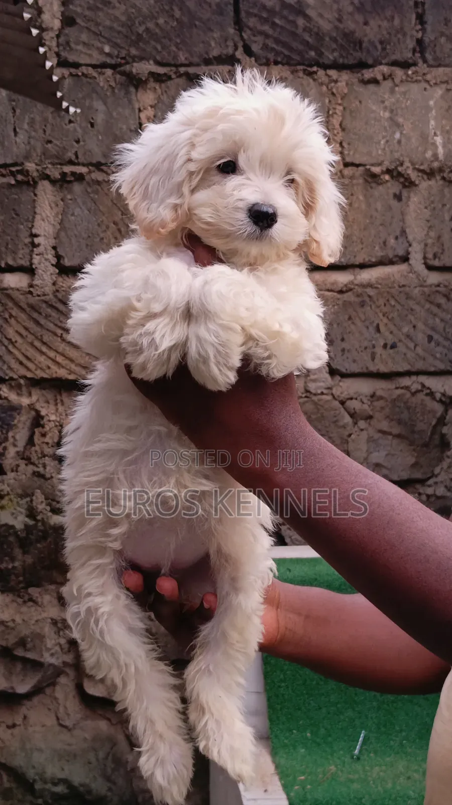 1-3 months Female Purebred Maltipoo