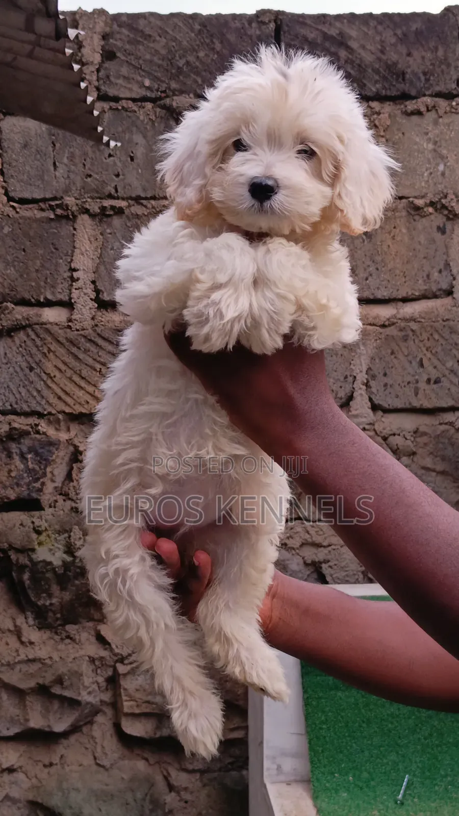 1-3 months Female Purebred Maltipoo