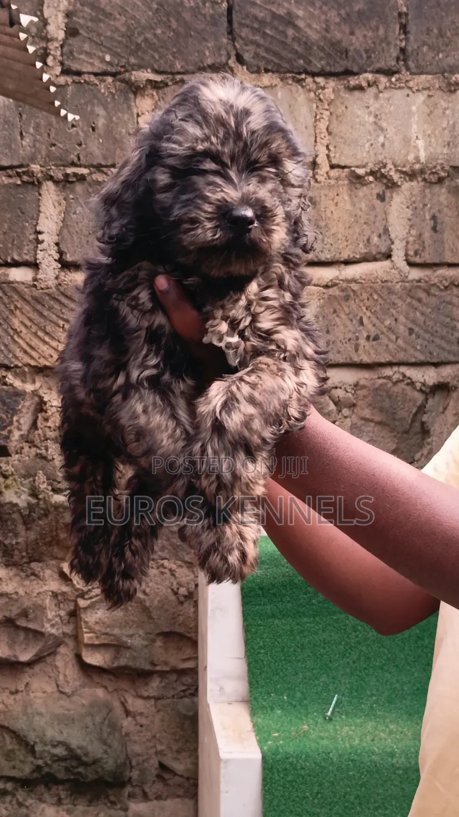 1-3 months Male Purebred Maltipoo