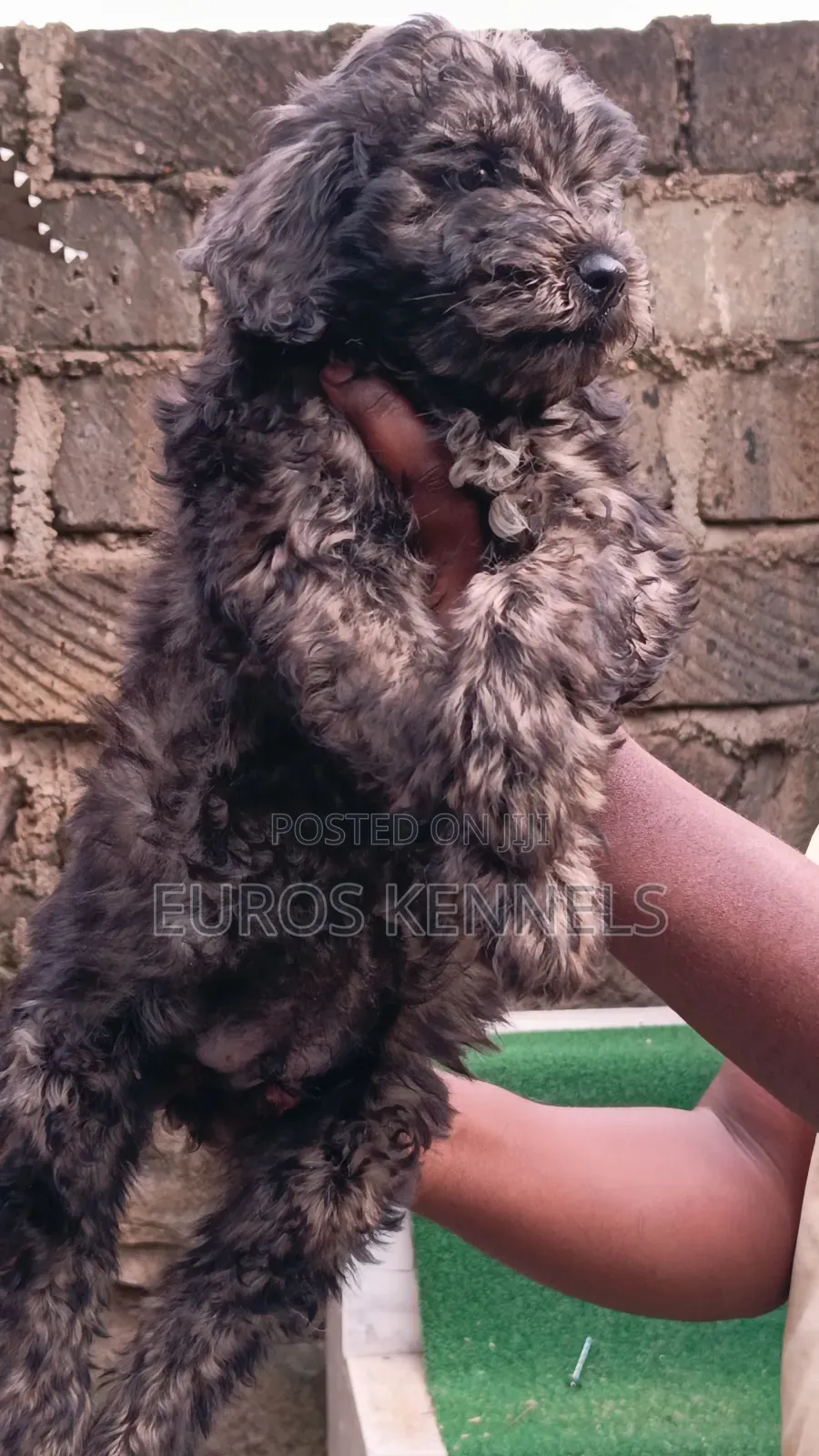 1-3 months Male Purebred Maltipoo