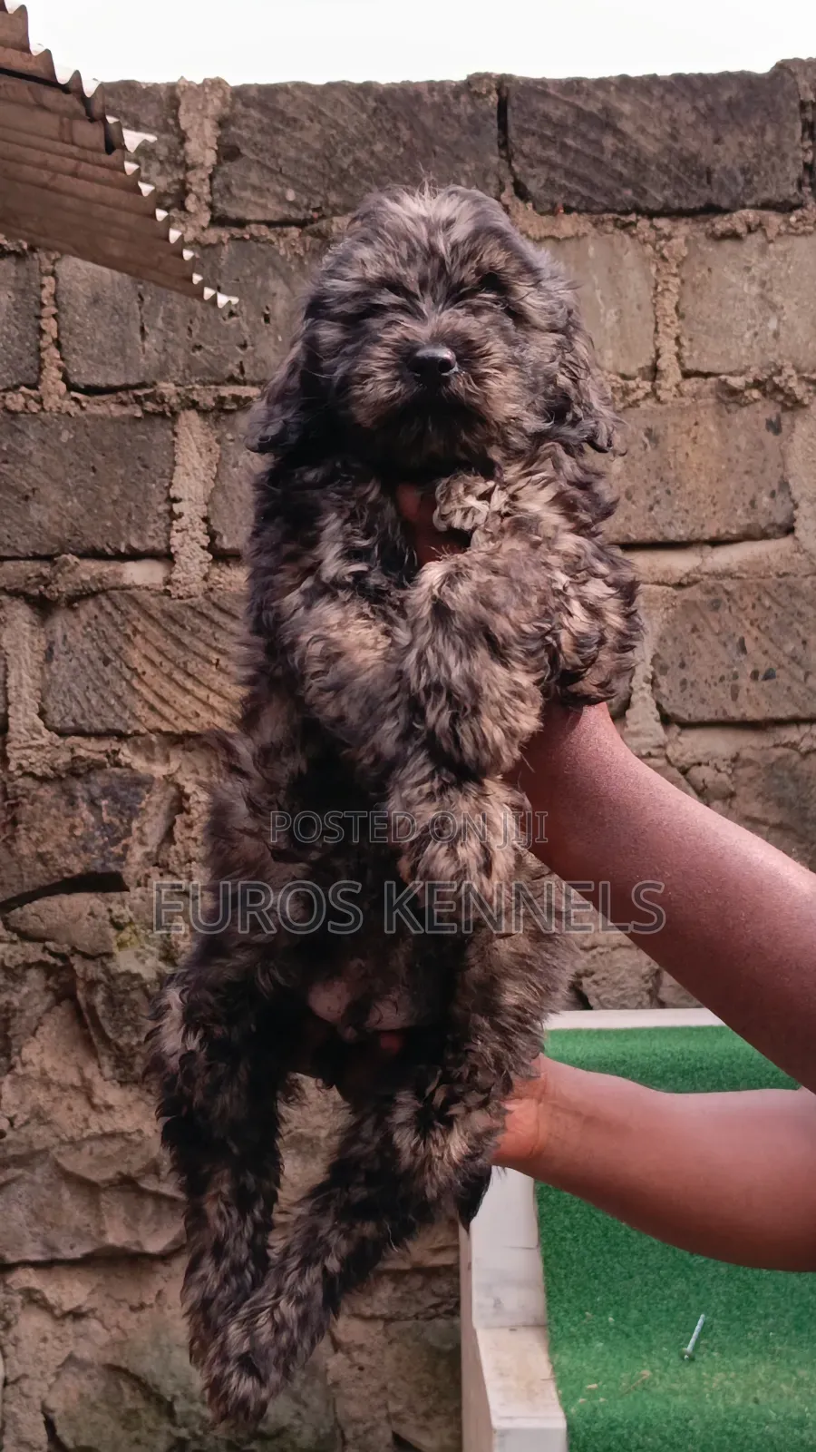 1-3 months Male Purebred Maltipoo