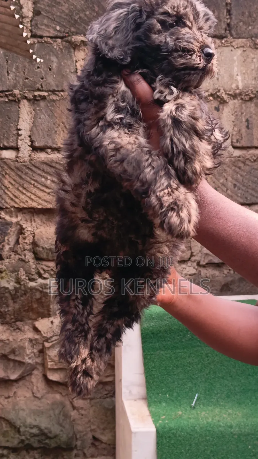 1-3 months Male Purebred Maltipoo