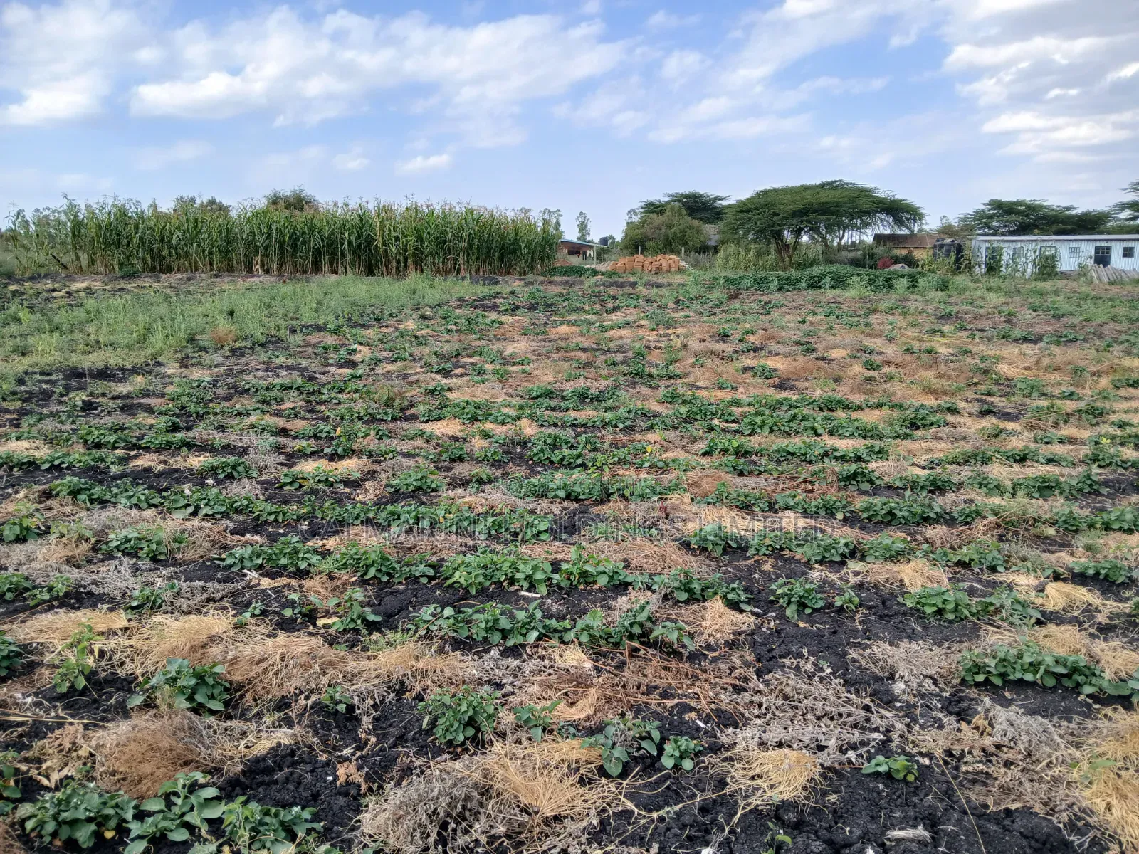 Very Prime Acre 100 Metres Off Kiseria-Isinya Tarmac Near Dawamu SCH