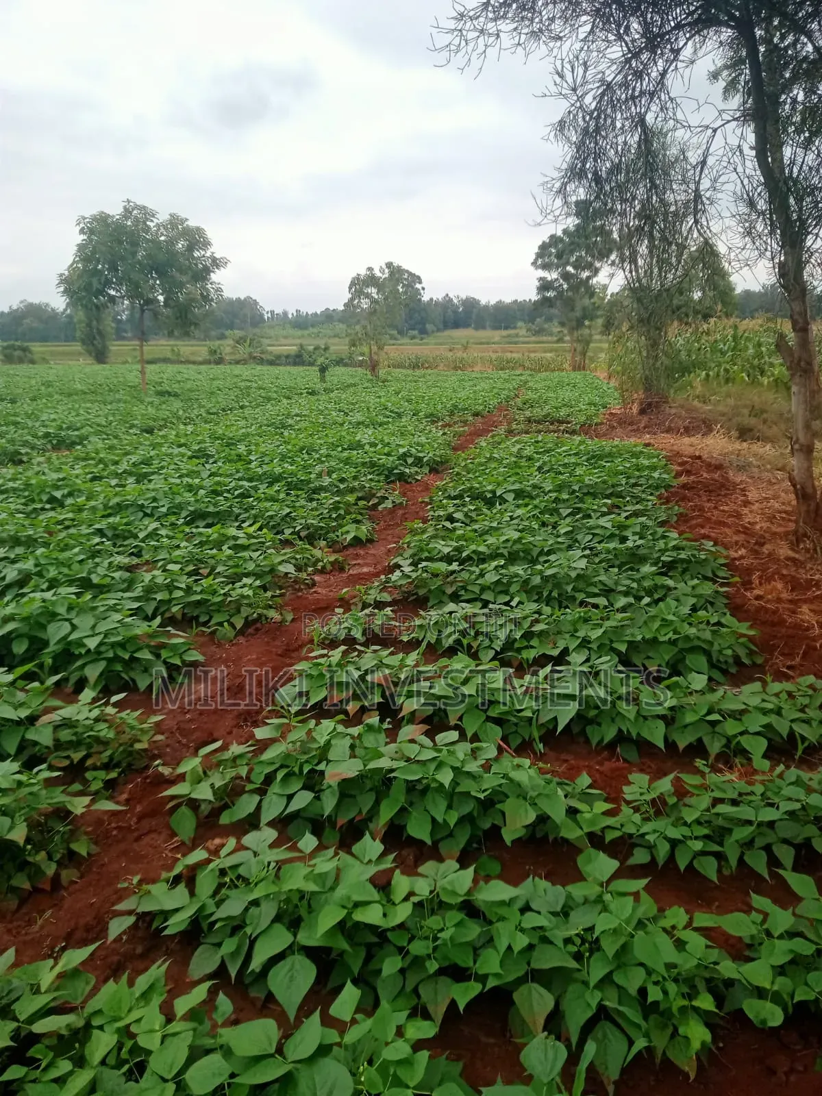 2 Acres of Land on Sale at Kirinyaga-Nyangati