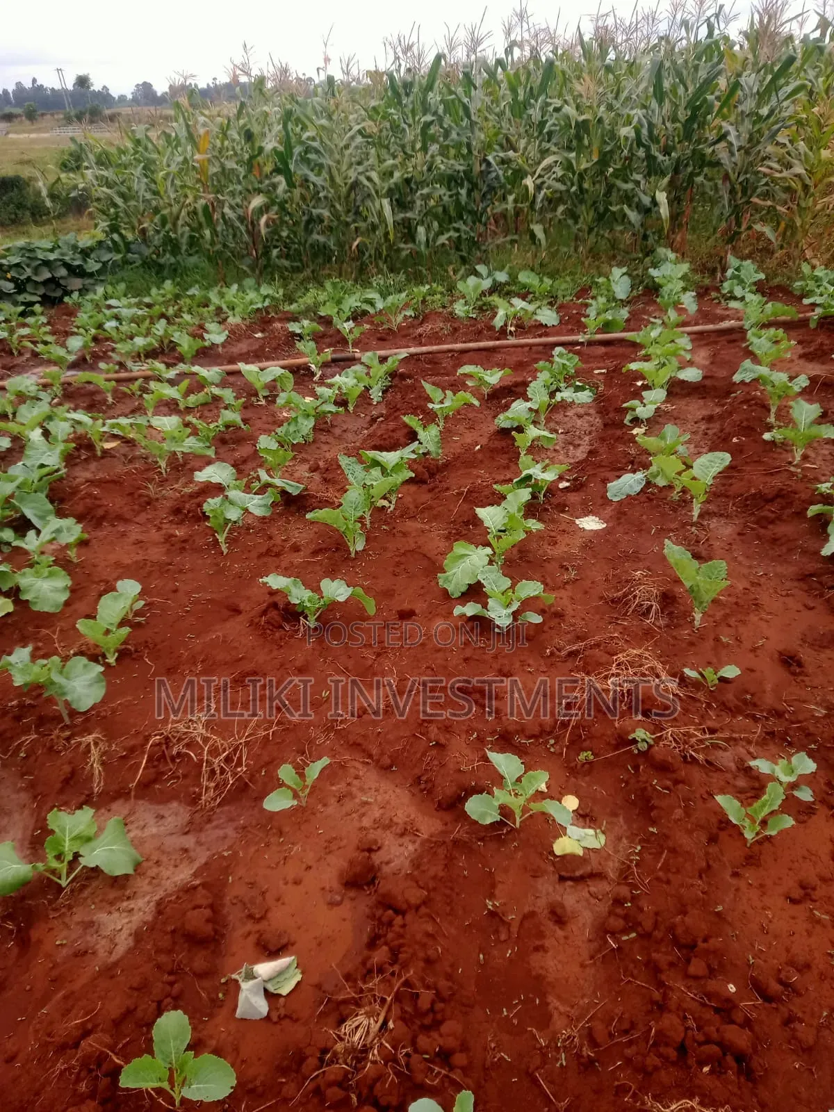 2 Acres of Land on Sale at Kirinyaga-Nyangati