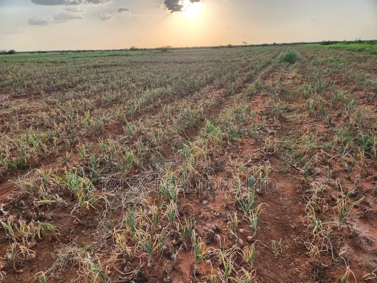 10,000-Acre Prime Land for Sale: Tana River Frontage | Ready Title