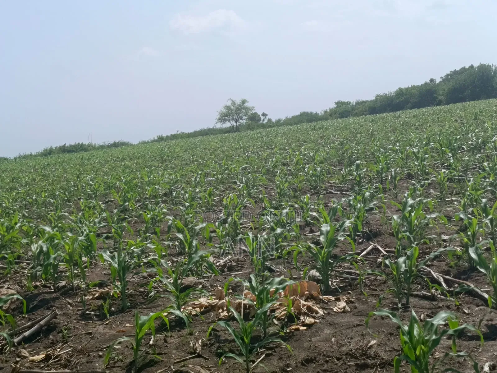 Kilifi County, Adu Plots for Sale