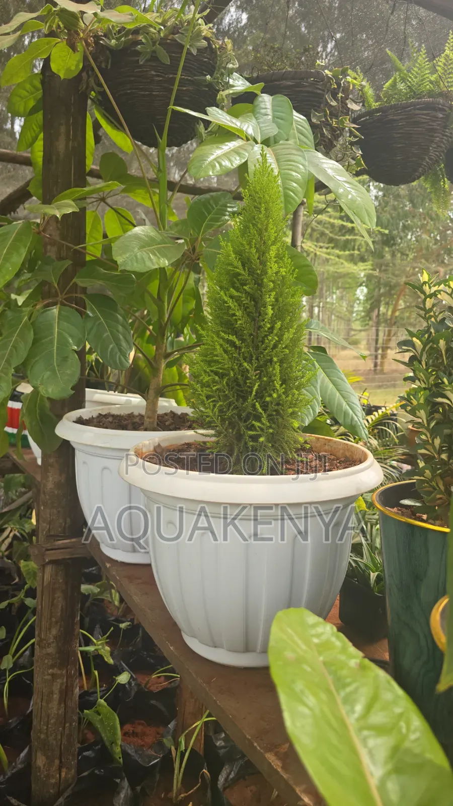 Potted Indoor Plants,Easy to Maintain