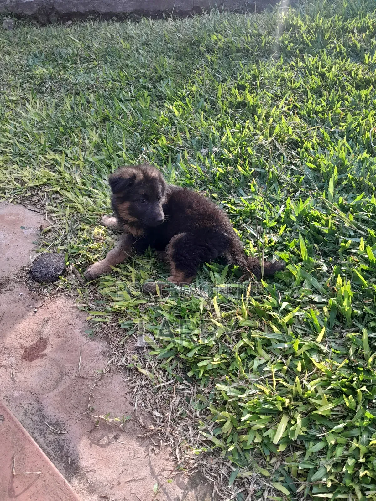 1-3 months Female Purebred German Shepherd