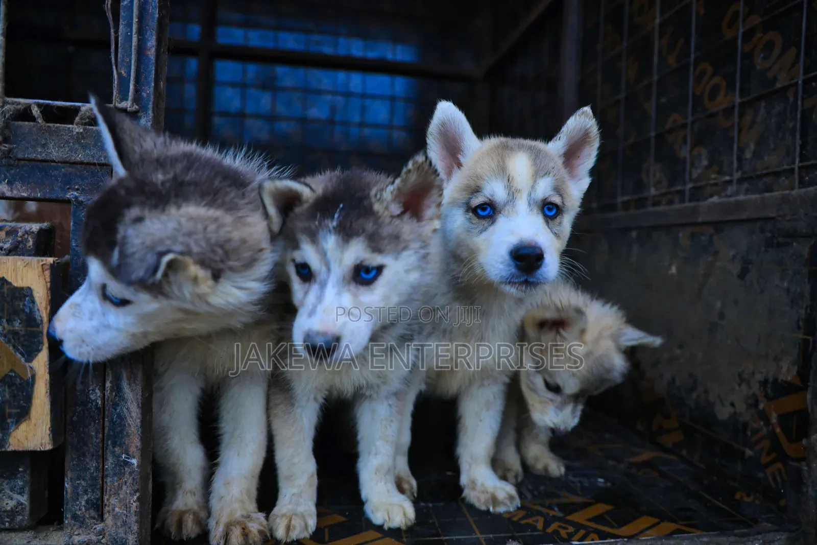 1-3 months Male Purebred Siberian Husky