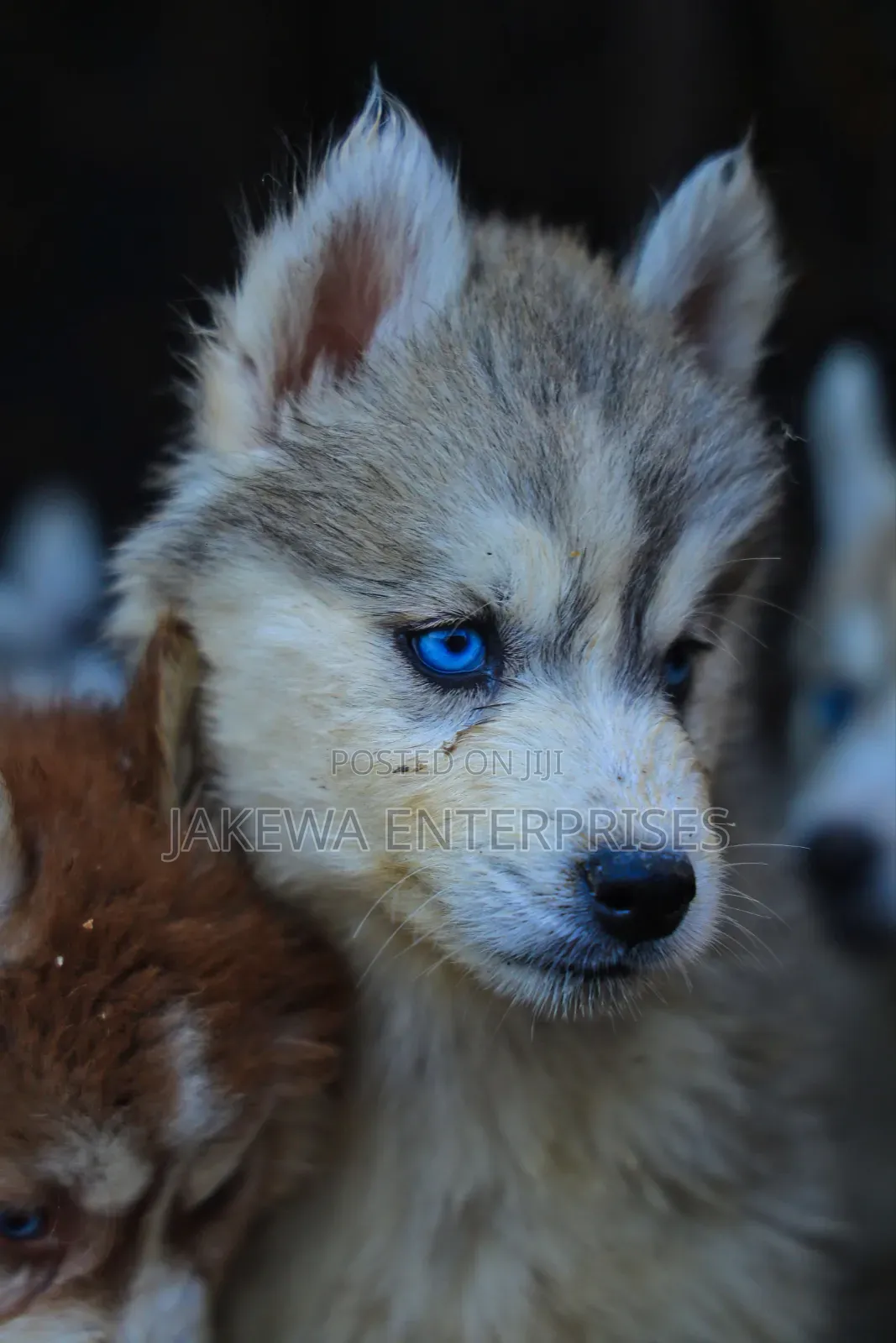 1-3 months Male Purebred Siberian Husky