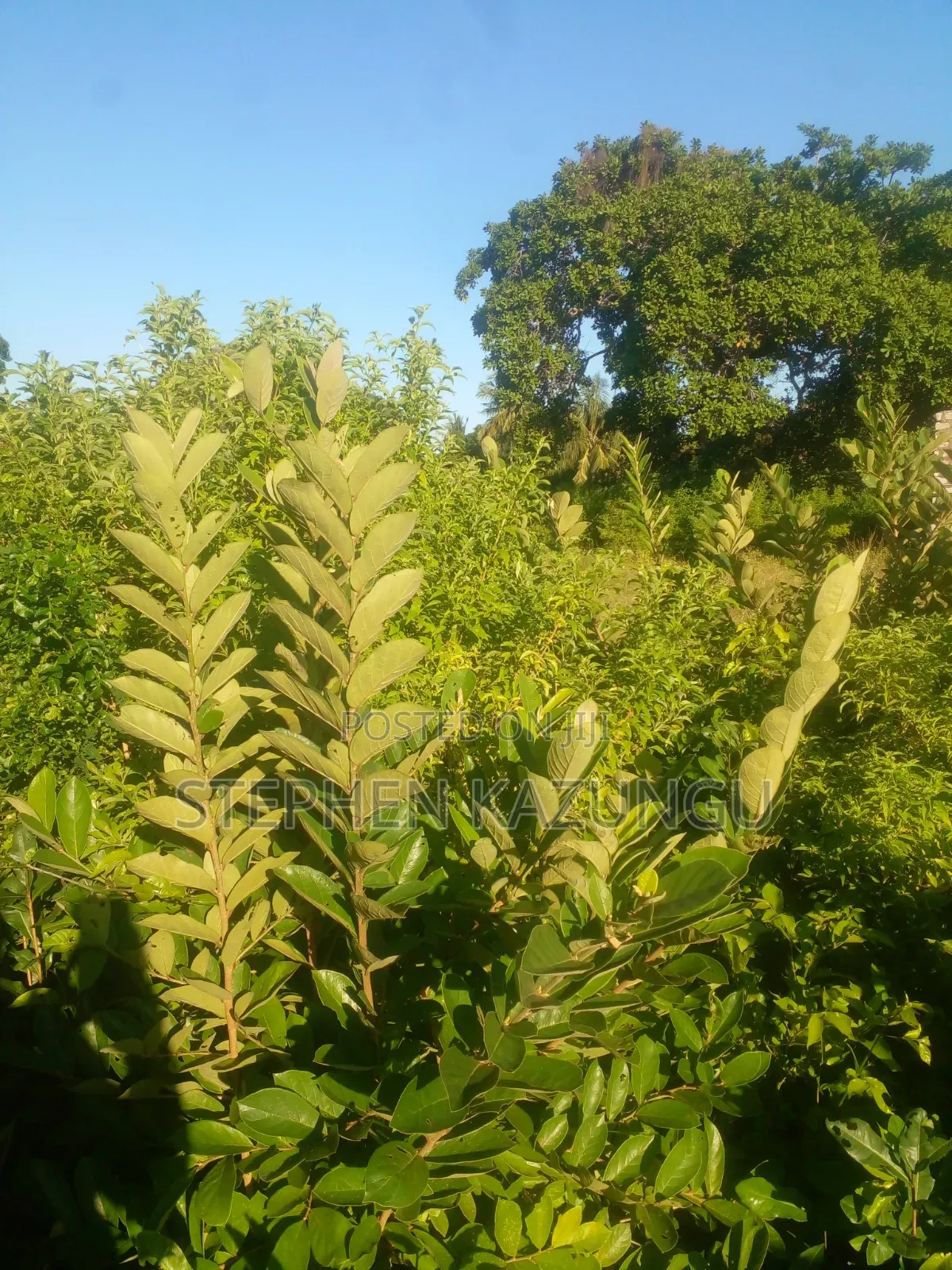 1/4 Acre Plot on Sale at Kombani on the Way to Kwale Road Side