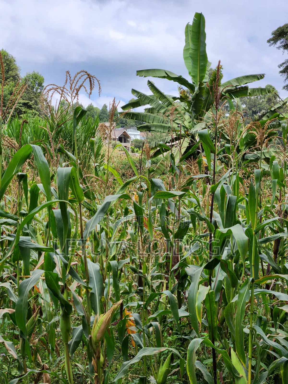 Prime Residential 1-Acre Kahara Road Ngong