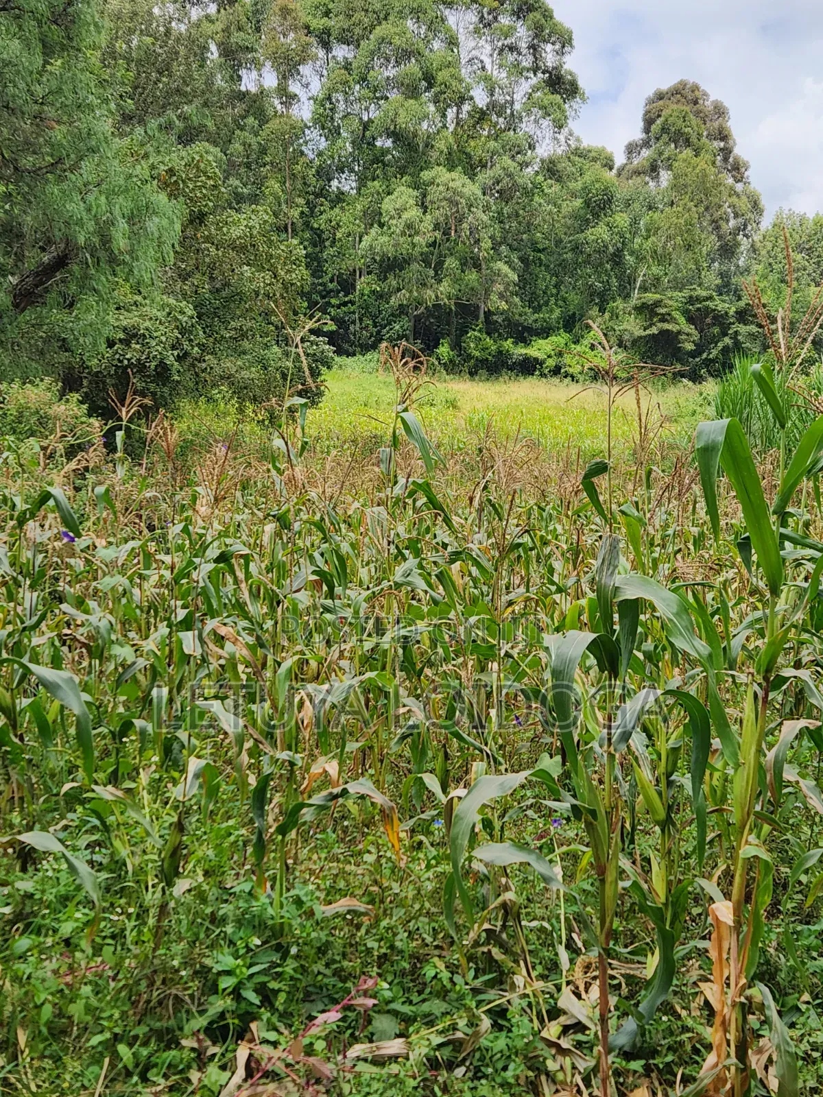 Prime Residential 1-Acre Kahara Road Ngong