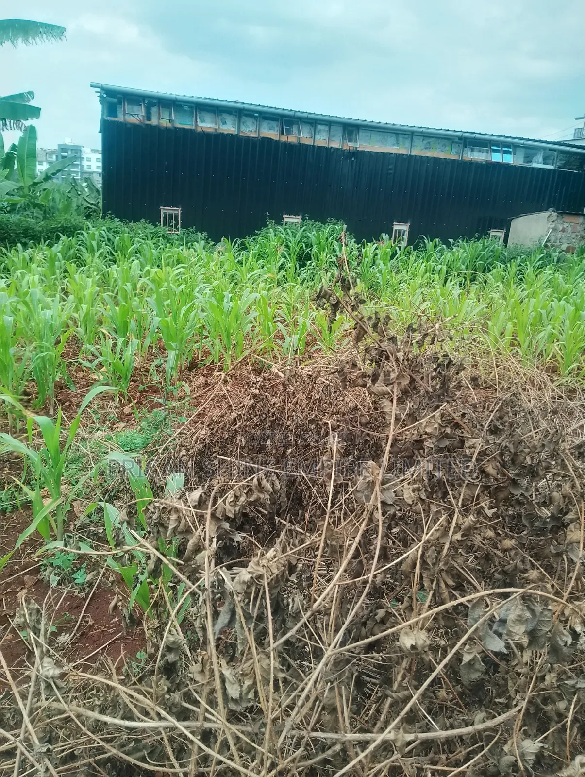 Lower Kabete 1/2 Land for Sale